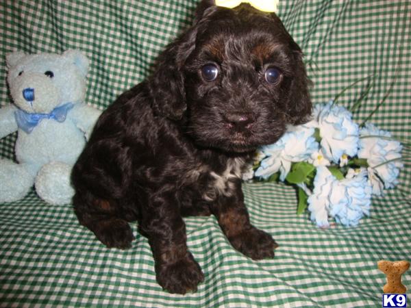 Puppies in Exeter